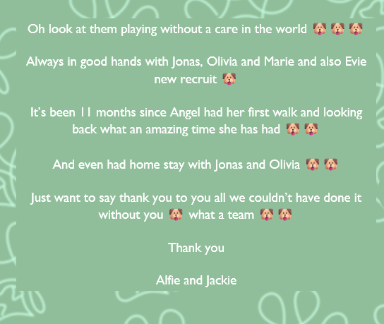 The Happy Trails team out on a muddy walk with dogs